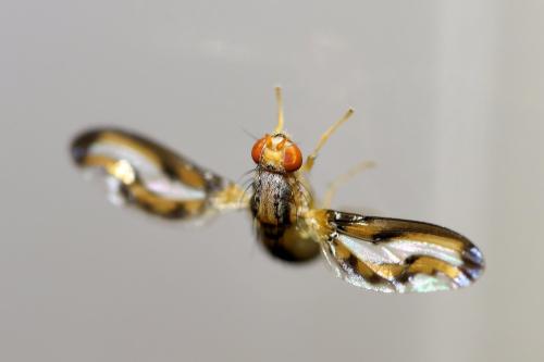 Toxoneura muliebris